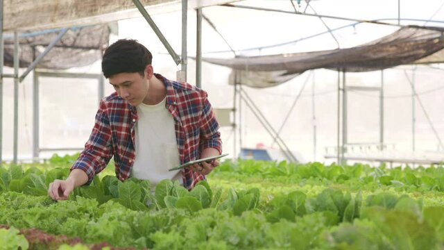 Smart farm and farm technology concept.Smart young asian farmer  using tablet to check quality and quantity of organic hydroponic vegetable garden at greenhouse .