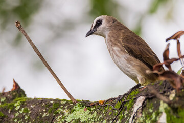 Yellow-vented bulbul (Pycnonotus goiavier) or eastern yellow-vented bulbul