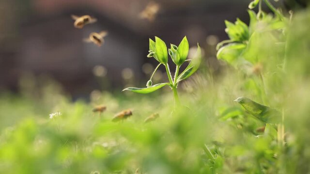 4k 120 fps slow motion of honey bees flying around in sunshine spring nature field with blooming grass flowers