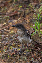 beautiful oriental-magpie robin in nature