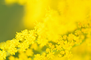Blurred background. Yellow flowers Solidago (Common goldenrod). Summer and spring backgrounds. Selective focus.