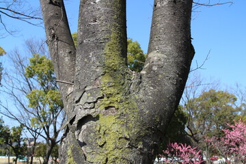 A tree divided into three trees with moss on the bark 