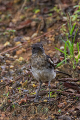beautiful oriental-magpie robin in nature