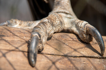 Tiere in der Natur