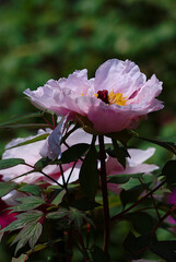 Obraz premium pink and white flower