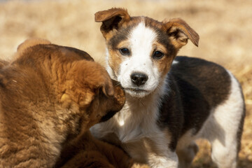 A puppy  kisses a puppy
