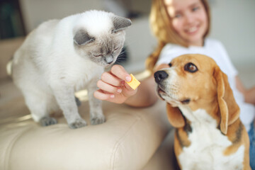 The child feeds the dog and cat together. House. Close-up. The concept of pet food, treat. High quality photo. - 419294639