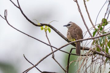 Yellow-vented bulbul (Pycnonotus goiavier) or eastern yellow-vented bulbul