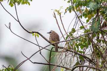 Yellow-vented bulbul (Pycnonotus goiavier) or eastern yellow-vented bulbul
