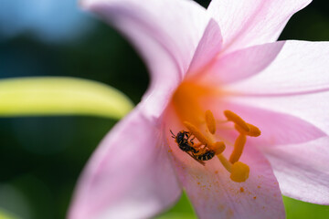 ヒメサユリの蜜を集めるハチをマクロ撮影
