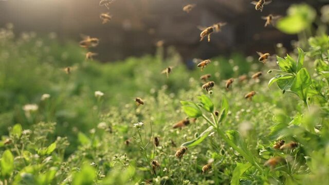 240 fps slow motion of swarm of honey bees flying in spring field around beehive in the sunshine