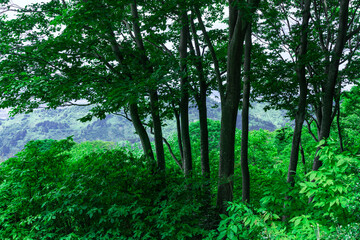 Obraz premium 日差しの強い5月のブナの森