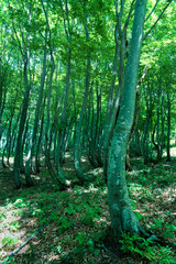 Obraz premium 日差しの強い5月のブナの森