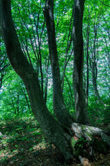 日差しの強い5月のブナの森