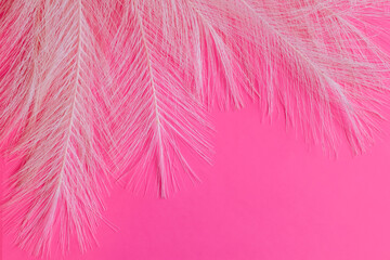 delicate pink feathers on bright magenta background. Abstract pink background, space for text.