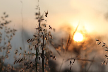 Blurred, landscape sunset on the grass, the natural beauty in the meadow.