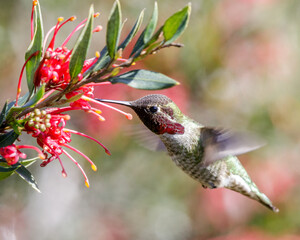 Anna's Hummingbird adult male hovering and sipping nectar. Santa Cruz, California, USA.