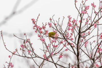 梅の花とメジロ