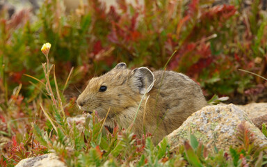 pika in the mountains