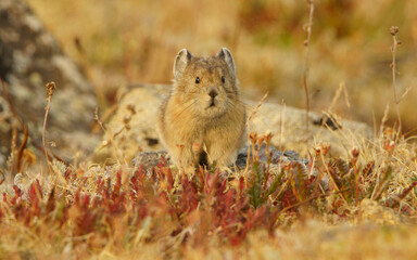 pika in the mountains