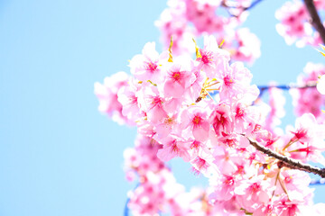 ピンク 花見 春 さくら サクラ 満開 美しい かわいい 入学 卒業 新生活 