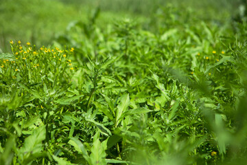 The grass on the river bed