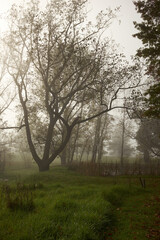 Obraz na płótnie Canvas Foggy Trees