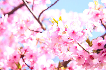 桜 新生活 美しい サクラ さくら ピンク 花 花見 花びら 満開 入学 新生活