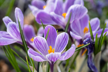 The Crocus sativus, or saffron crocus, or autumn crocus flowers sold at the glasshouse - 419297856