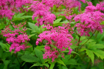 鮮やかな色の京鹿の子（キョウガノコ）の花が咲く