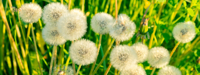 Dandelion on the meadow at sunlight background