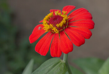 Zinnia red flower in the garden