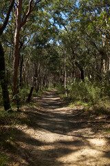 Daytime Forrest pathway