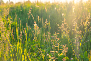 Perfect green background by the fresh grass