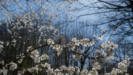 Brown branch of blooming cherry plum dotted with small spring white flowers against background of bare branches of trees behind and blue sky. The picture was taken in front of the sun.