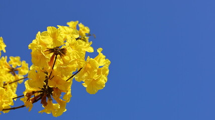 Bouquet of bright yellow flowers. Paraguayan Silver Trumpet Tree or Silver Trumpet Tree or Tree of Gold (Tabebuia argentea Britton) on a blue sky background with copy space. Selective focus