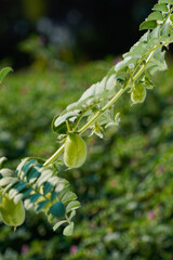 close view of Fresh Green Chickpeas on tree branch