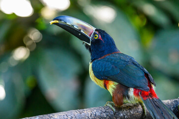 Toucan Collared Aracari, Pteroglossus torquatus, bird with big bill. Toucan sitting on the moss...