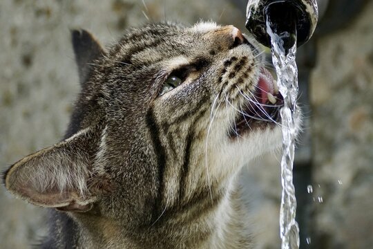 Close up cat face licking water