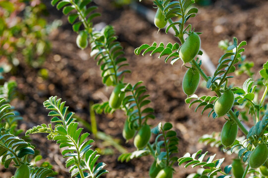 close view of Fresh Green Chickpeas on tree branch