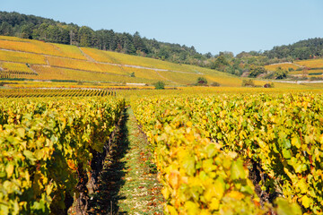 Fototapeta na wymiar Des vignes en automne. Le vignoble de la Côte-d'Or en Bourgogne. Des rangs de vigne jaunes.