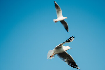 Fototapeta premium Seagulls flying against the blue sky at Okha Port in Okha, Gujarat, India 