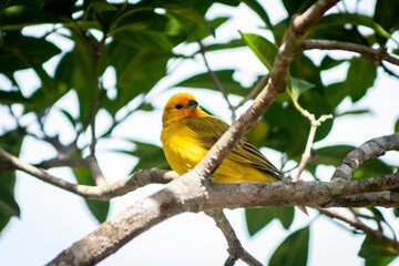 Fototapeta na wymiar Canary-of-the-real-land (Sicalis flaveola) or the true canary (Sicalis flaveola), perched on the branch of a tree in Brazil