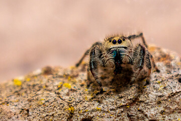 Macro Photo of Regal Jumping Spider on Log