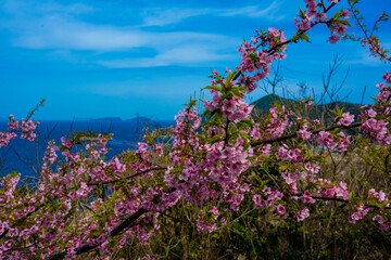 四浦半島の河津桜