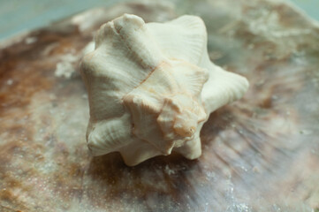 a shell of a coral snail on mother-of-pearl