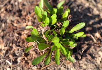 Wild vegetables on the ground