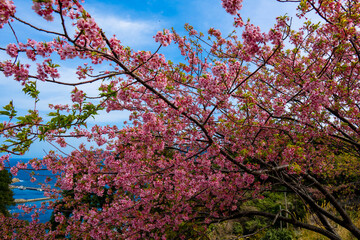 四浦半島の河津桜