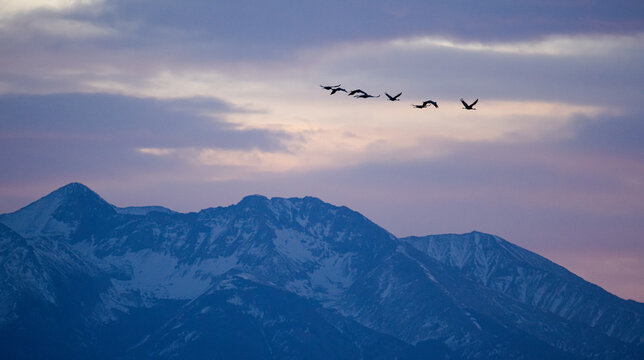 Sandhill Cranes migrating above Colorado