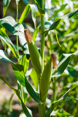 green corn field in India